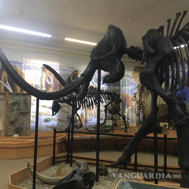 $!Esqueleto de mamut, uno de los principales atractivos del museo de la ciudad siberiana de Tiumén.Foto: EFE/Fernando Salcines 171935 102814, 153619 La Universidad Estatal de Tiumén, cantera de los futuros cambios de esta región siberiana. Fernando Salcines/EFE