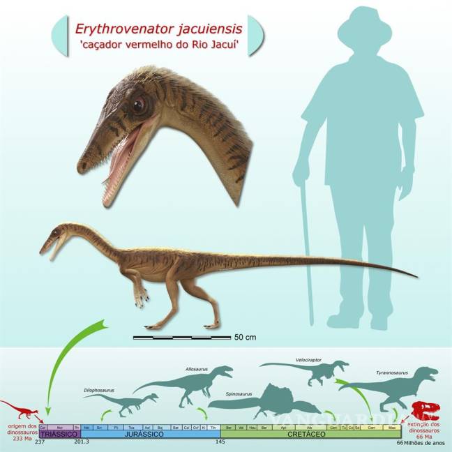 $!Erythrovenator jacuiensis, uno de los antepasados más antiguos del Tyrannosaurus Rex