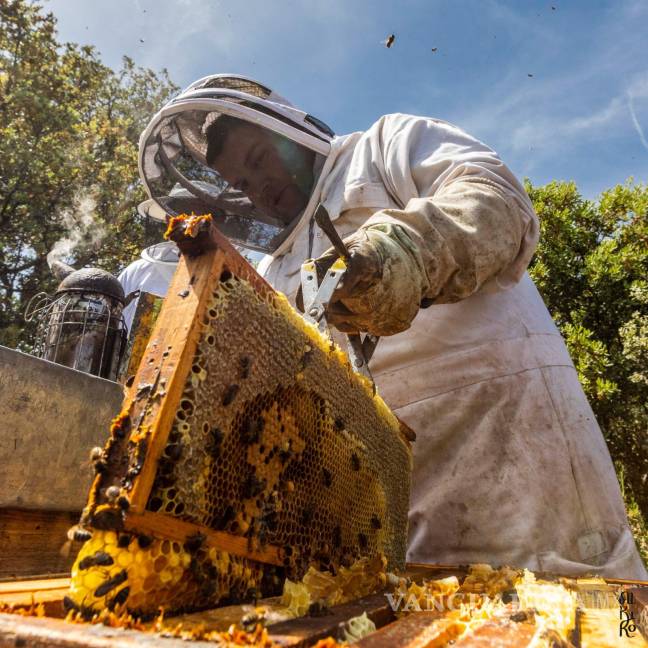 $!La abeja ha tenido su propia evolución de la mano de los apicultores.