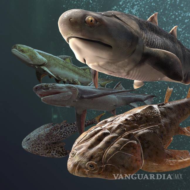 $!Algunos de los peces fósiles, de hace más de 400 millones de años, hallados en el sur de China.