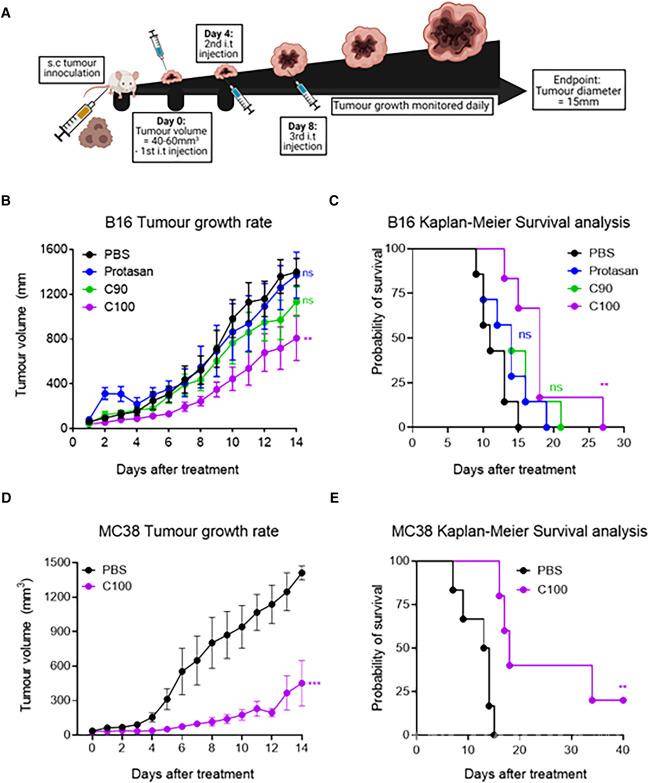 $!El C100 mejora significativamente la supervivencia de ratones portadores de carcinoma de colon MC38 o melanoma B16.