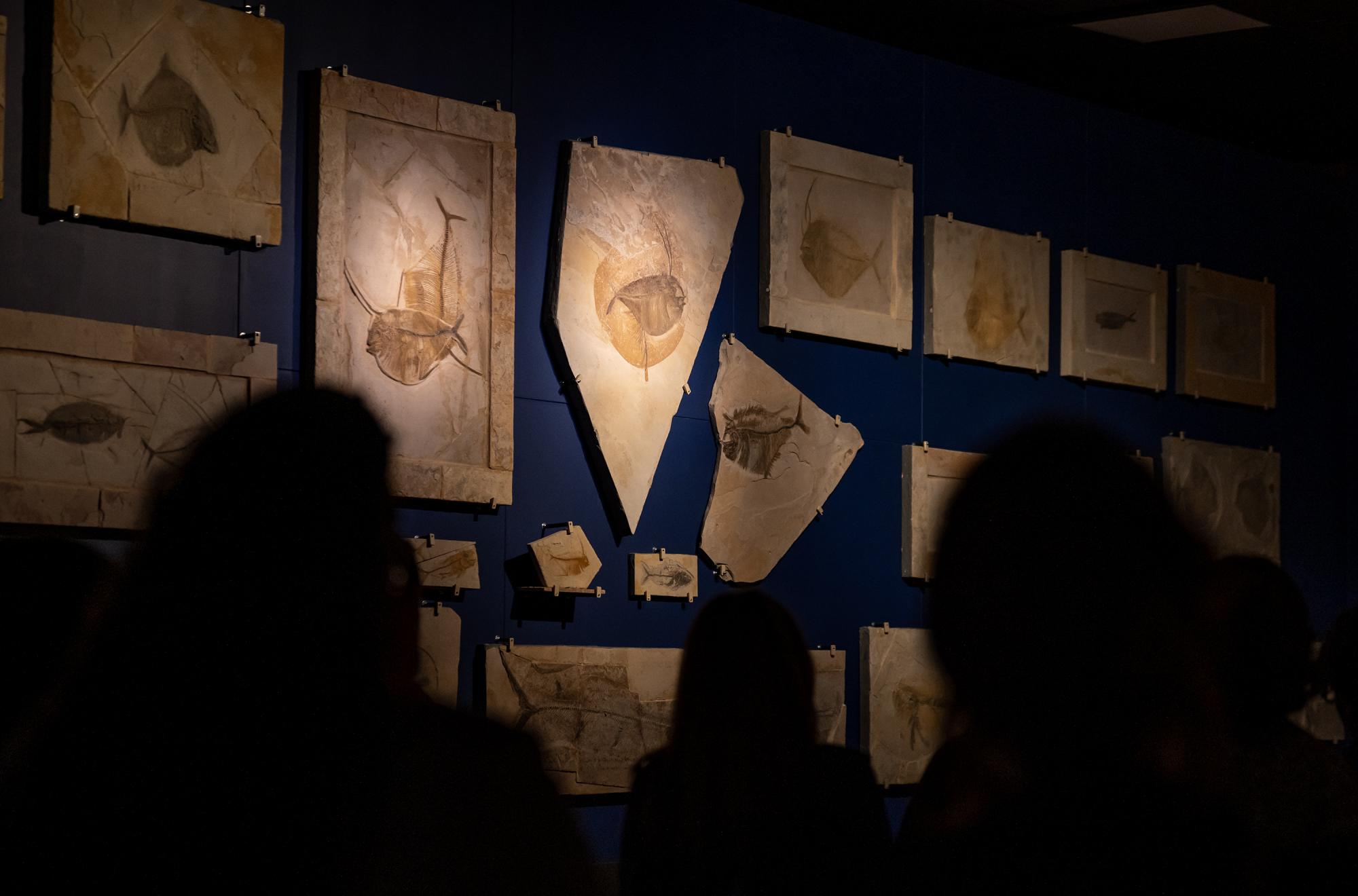 Fósiles norteños: Reviven el pasado prehistórico de Nuevo León con la exposición ‘Fuimos Mar’. Noticias en tiempo real