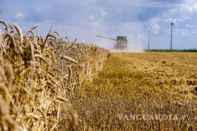 Grupo Modelo produce 100% de cebada en México