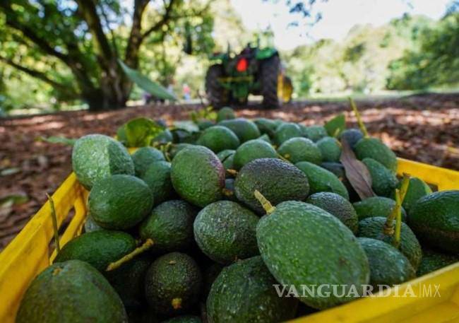 $!50 huertas de aguacate poseen, al menos, “El Chango” Méndez y “La Puerca” en cinco municipios.