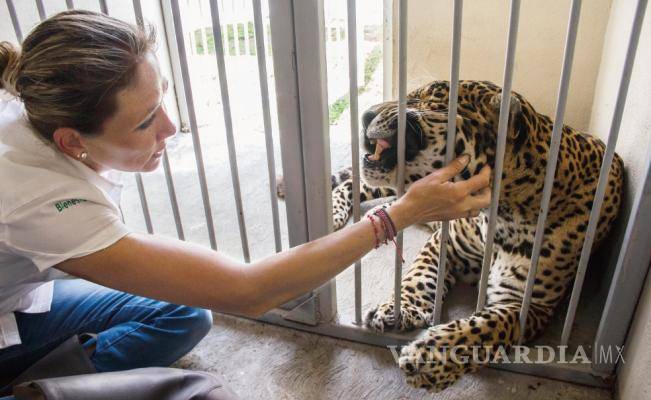 Polo no sólo es un jaguar, también era un artista, al que le quitaron los aplausos y, las ganas de vivir