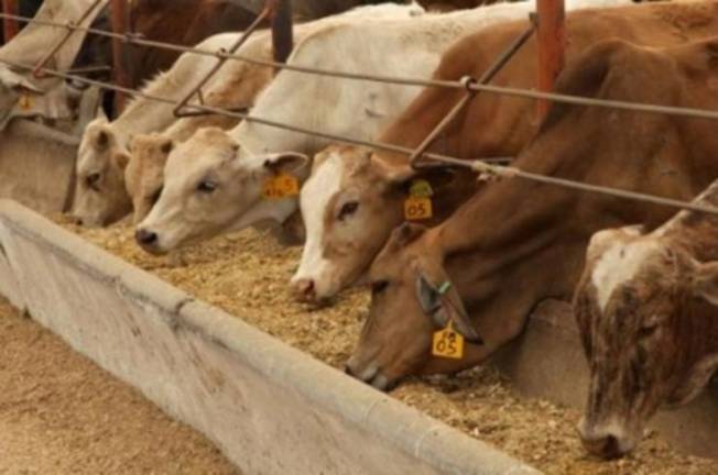 Autoridades estatales y representantes ganaderos mantienen la expectativa de recuperar la actividad exportadora bajo estrictos controles sanitarios.