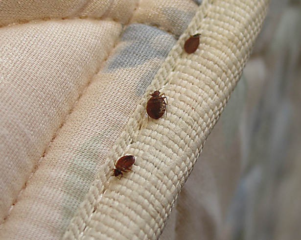 Detectarlas a tiempo y aplicar medidas preventivas puede evitar infestaciones y proteger tu descanso.