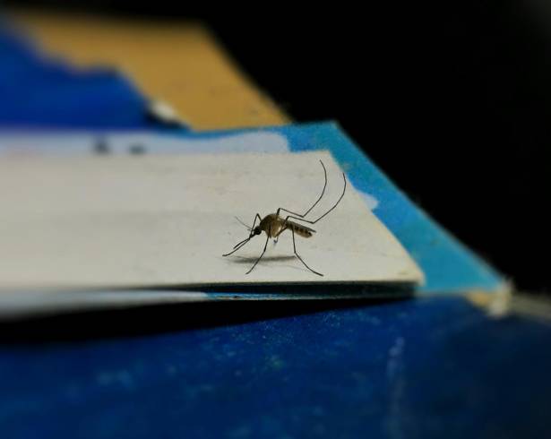 La susceptibilidad a las picaduras de mosquitos es una combinación de factores biológicos y del comportamiento.