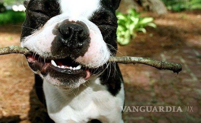 $!Cinco cosas que crees que le gustan a tu perro... pero no