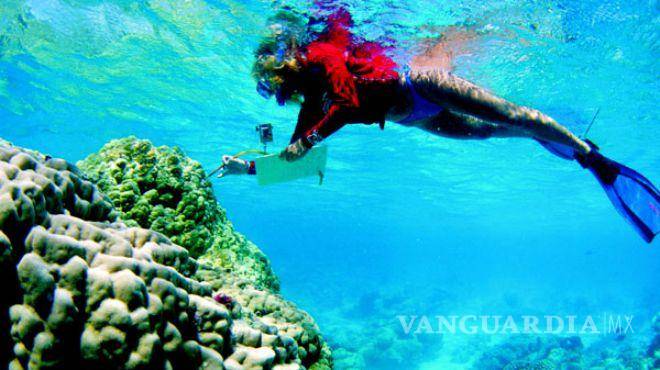 $!En riesgo, el segundo arrecife más grande del mundo, en Quintana Roo