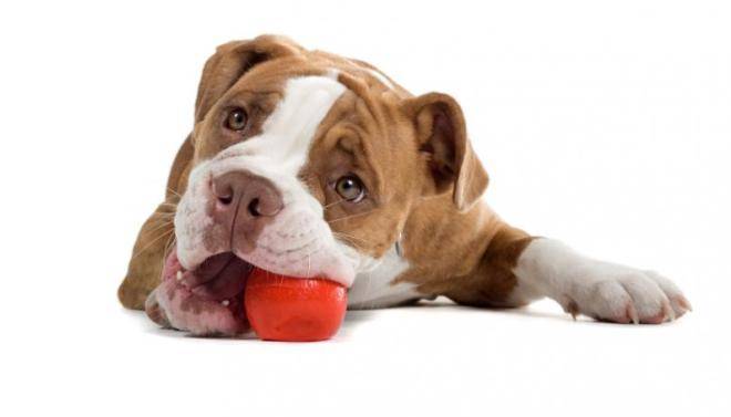 $!Cinco cosas que crees que le gustan a tu perro... pero no