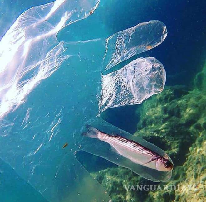 $!Más plástico que peces en el mar, predicción para el 2050