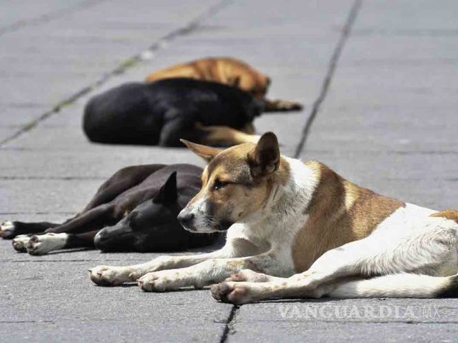 $!Denuncian maltrato animal en SLP; van 30 perros envenenados