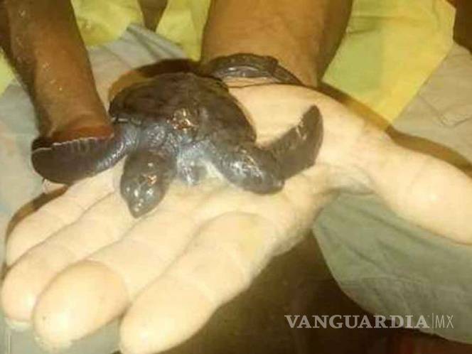 $!Encuentran tortuga de dos cabezas en Michoacán