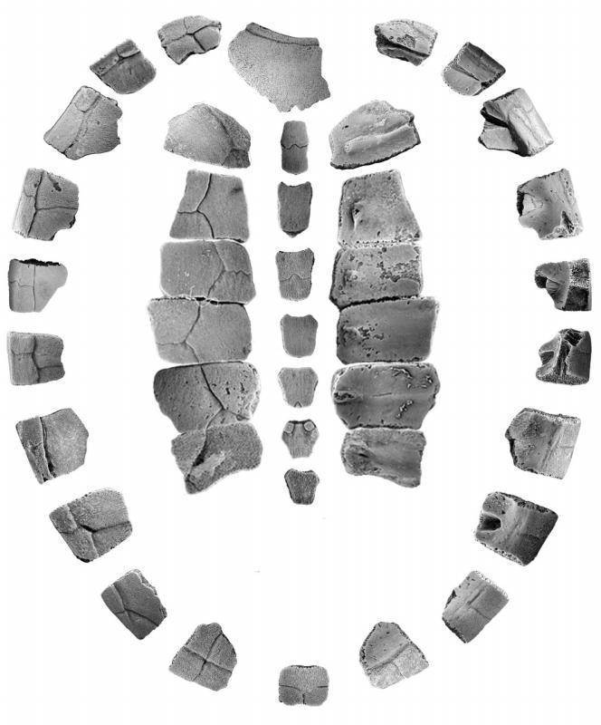 $!‘Fue un ser de luz’; muere Rosario Gomez Núñez, pionera del Museo del Desierto