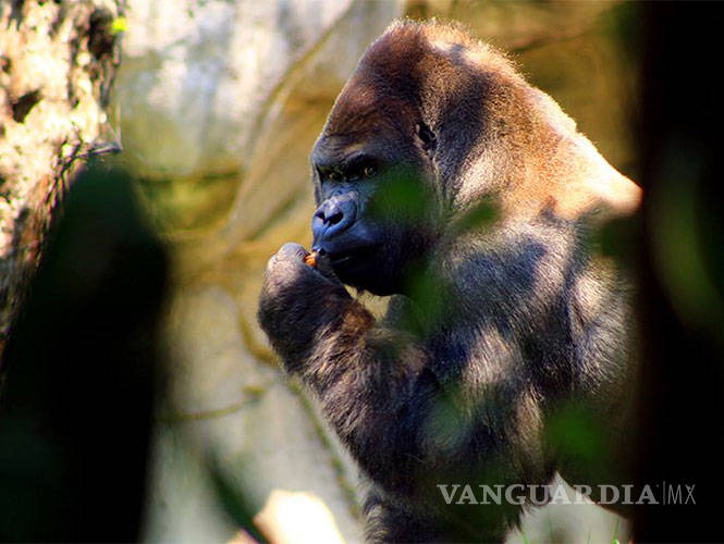 $!Muere 'Bantú', gorila macho único en su especie en México; iba a reproducirse