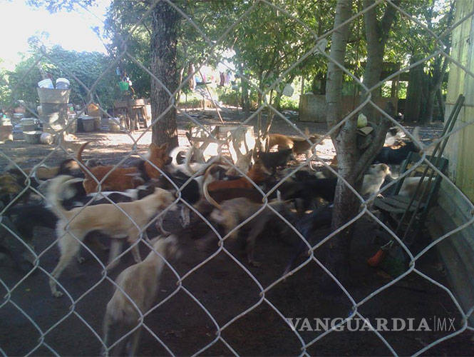 $!‘Doña Migue’ y sus casi 100 perros solicitan ayuda