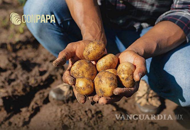 $!El cultivo de papa genera más de siete millones de jornales al año y beneficia a más de 78 mil familias mexicanas.