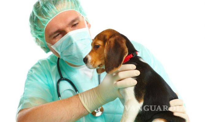 Esterilizar es la solución