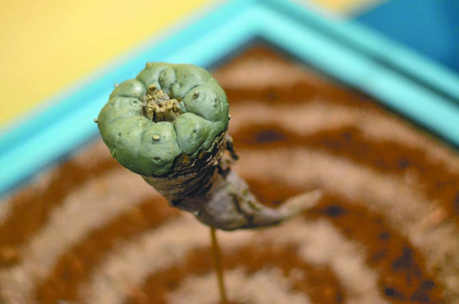 $!El peyote: Descubre la magia de una planta sagrada