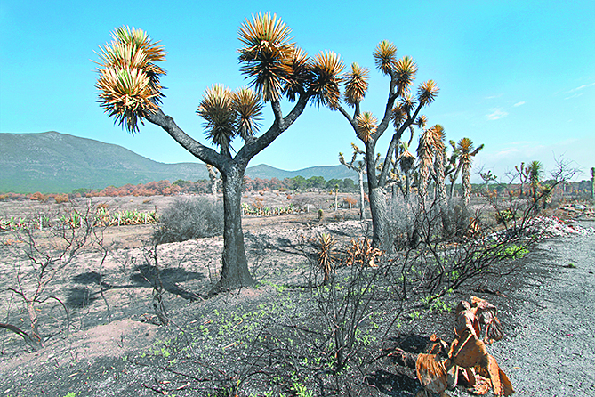$!Lo que el incendio se llevó: un paisaje que nunca más verán nuestros ojos