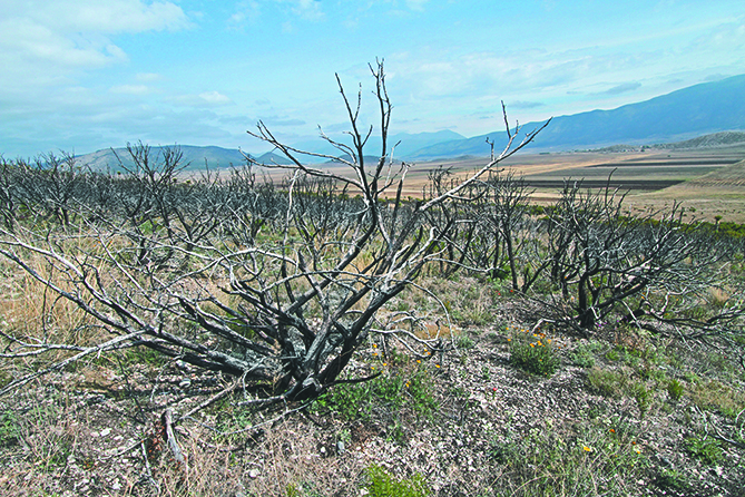 $!Lo que el incendio se llevó: un paisaje que nunca más verán nuestros ojos