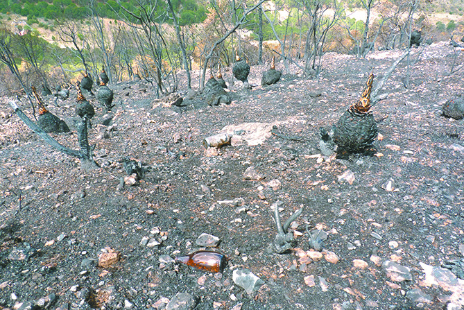 $!Lo que el incendio se llevó: un paisaje que nunca más verán nuestros ojos