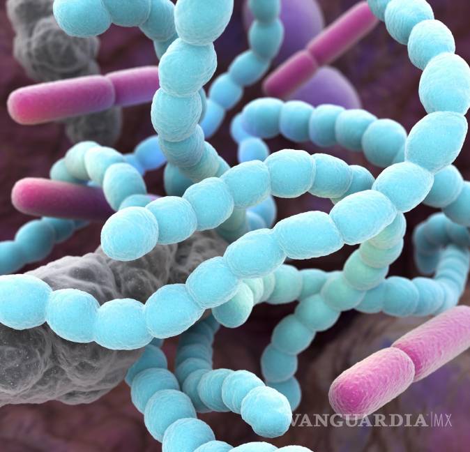$!Imagen representativa de la microbiota intestinal.