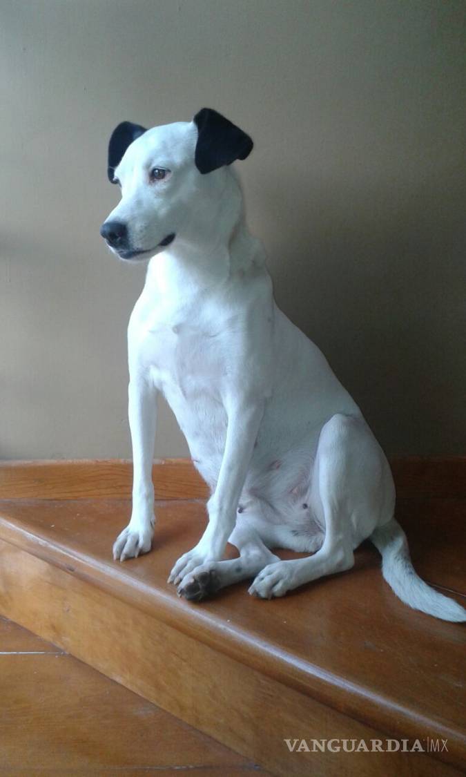 $!Los mejores amigos del perro