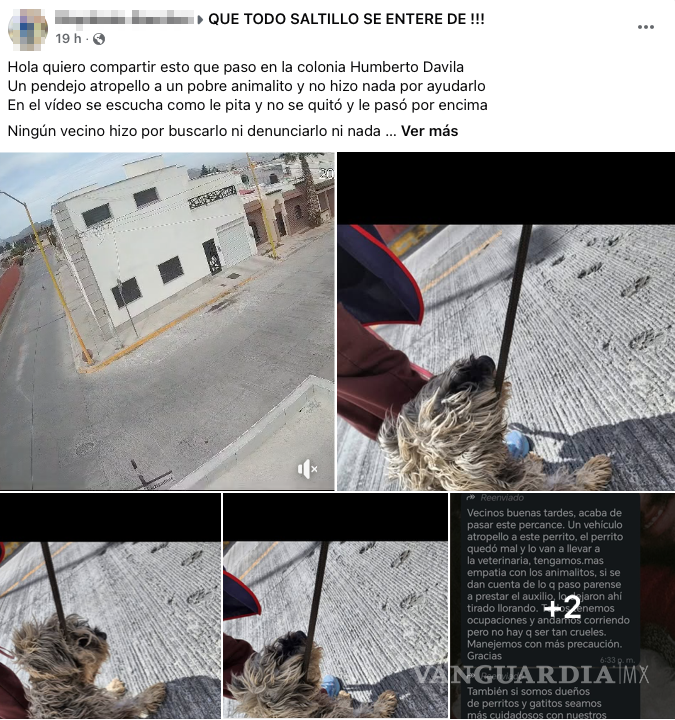 $!Los vecinos de la colonia Humberto Dávila exigen más empatía hacia los animales tras el incidente.