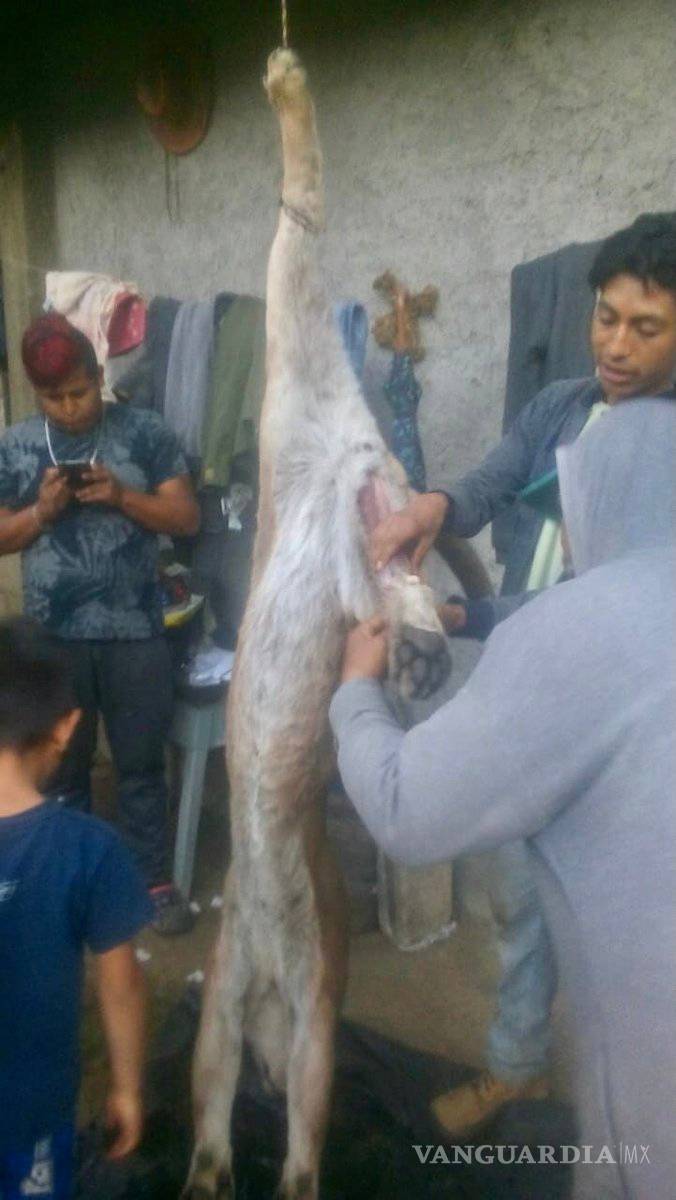$!En Edomex pobladores matan a un puma ¡y lo desollan!