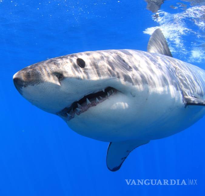 $!En México los tiburones valen más vivos que muertos