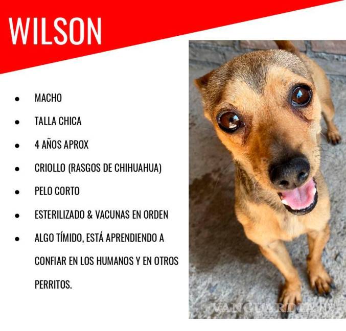 $!Wilson al igual que otros pelitos de Brigada Rescate Saltillo, está en busca de un hogar lleno de amor y cuidados.