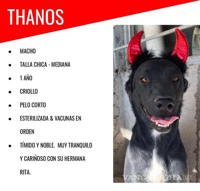 $!Thanos, junto con los casi 40 perritos de Brigada Rescate que ya están listos para ser adoptados, esperan muy pronto encontrar un hogar.