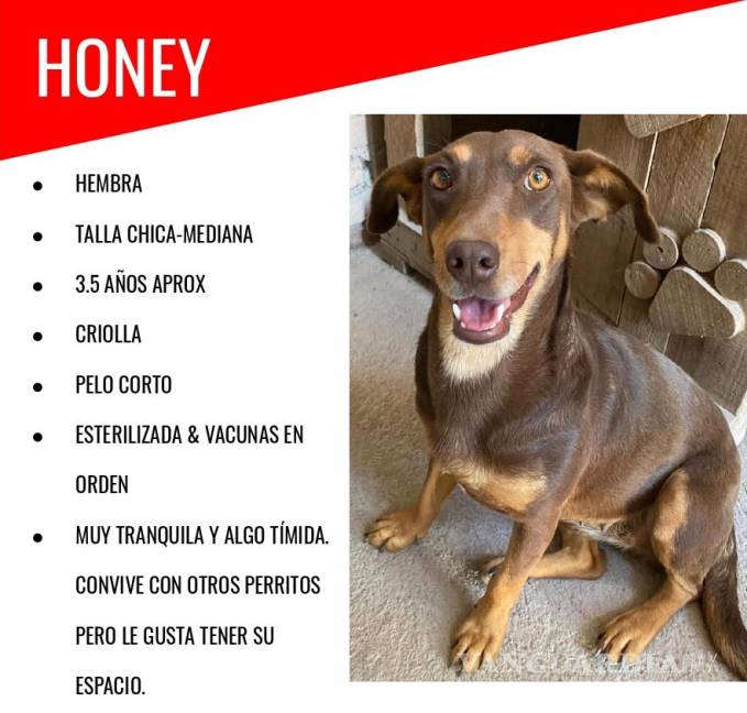 $!Honey, junto con los casi 40 perritos de Brigada Rescate que ya están listos para ser adoptados, esperan muy pronto encontrar un hogar.