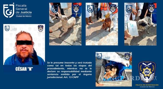 $!Rescatan a 27 perros que sufrían maltrato en alcaldía Cuauhtémoc, CDMX