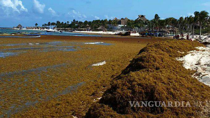 $!El daño ambiental es crítico, los investigadores señalan que además hay mortandad de especies de coral, marinas y de otros pastos