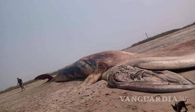 $!Encuentran una ballena muerta en costa de Oaxaca
