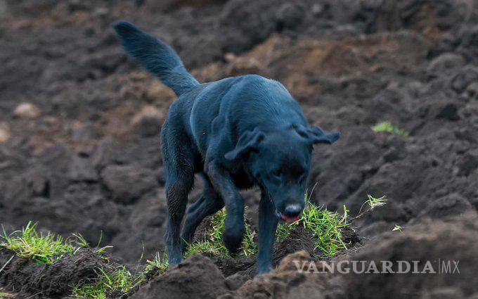 $!Conmueve perro que busca a su familia, perdida tras deslave en Ecuador