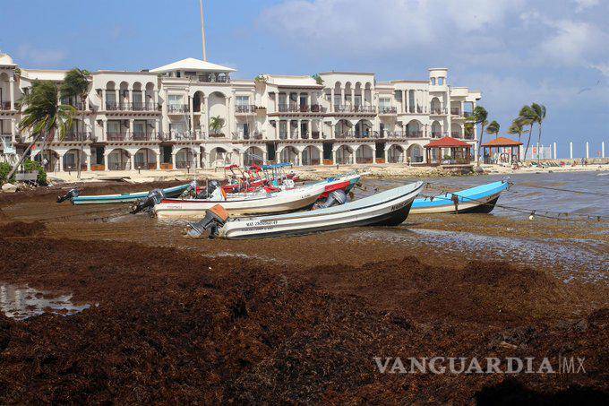 $!Llegarían 32 mil toneladas de sargazo al Caribe mexicano, situación es alarmante: Semar