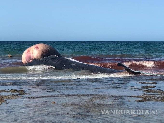 $!Encuentran ballena muerta en playa de Puerto Peñasco