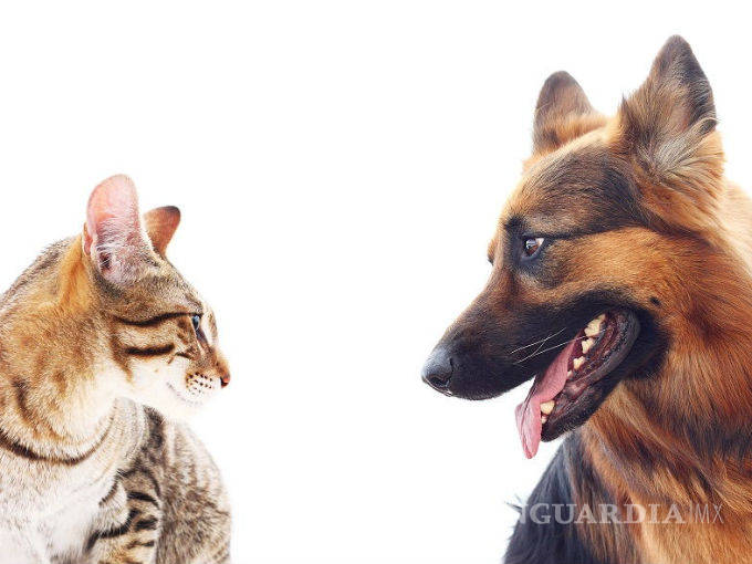 $!Lo que te cuesta mantener más: ¿perro o gato?