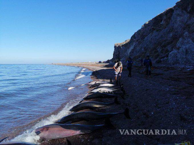 $!Encuentran 33 delfines muertos en playa de La Paz, Baja California Sur
