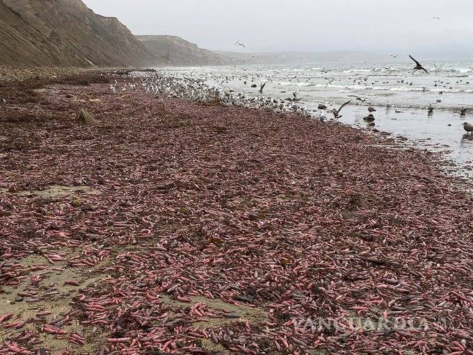 $!Miles de gusanos marinos, o &quot;pez pene&quot;, aparecieron en una playa de California