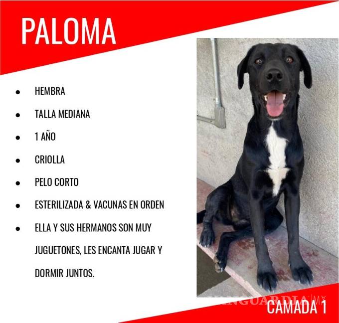 $!Paloma, junto con los casi 40 perritos de Brigada Rescate que ya están listos para ser adoptados, esperan muy pronto encontrar un hogar.