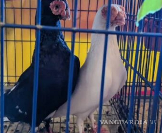 $!Feria en Nuevo León usaba a perros y aves con malformaciones como atracción; la clausuran