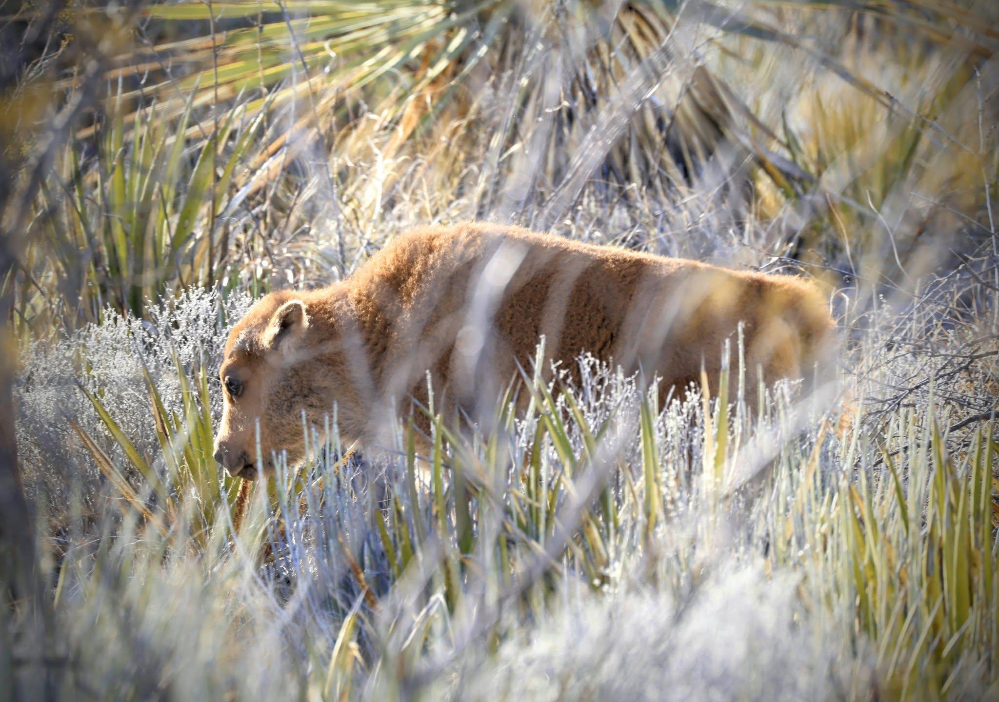 Nacen primeros bisontes en Cuatro Ciénegas tras regreso histórico de la especie