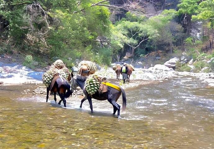 Mucho más que un destilado: la historia que cuenta cada botella de mezcal