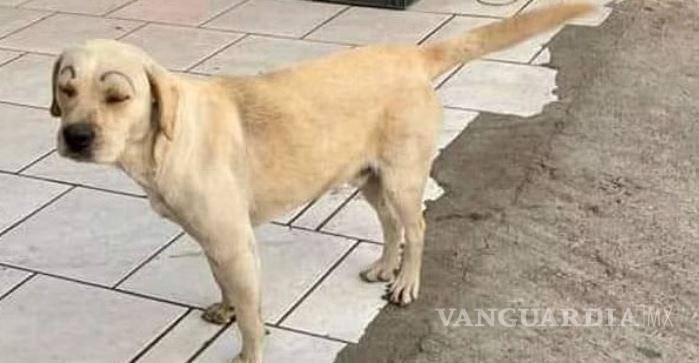 $!En Morelia, el año pasado también aparecieron varios perritos con cejas pintadas.