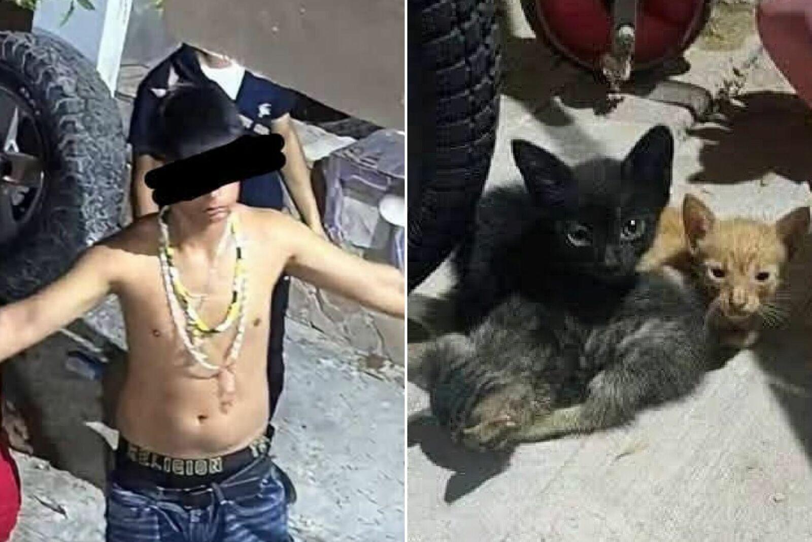 Impone juez resguardo domiciliario y brazalete a menor violentador de gatitos; Alcalde de Acuña reprueba decisión